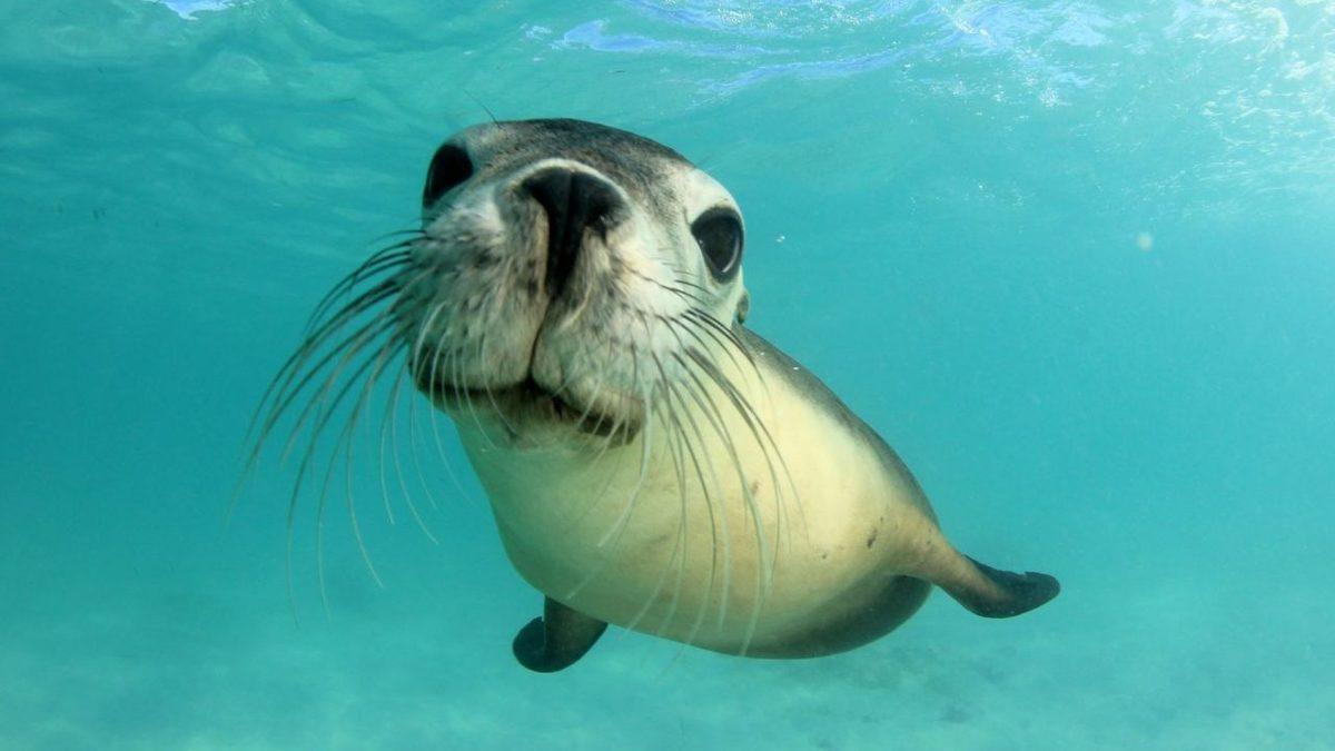 ‘’Fok Balıkları Çok Yalnız’’ İfadesinin Arkasındaki Gerçek Ne? Bu İlginç Canlıların Özelliklerini Derledik