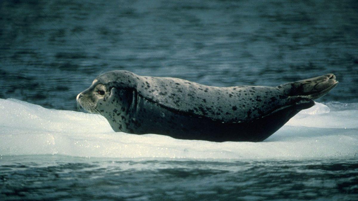 ‘’Fok Balıkları Çok Yalnız’’ İfadesinin Arkasındaki Gerçek Ne? Bu İlginç Canlıların Özelliklerini Derledik