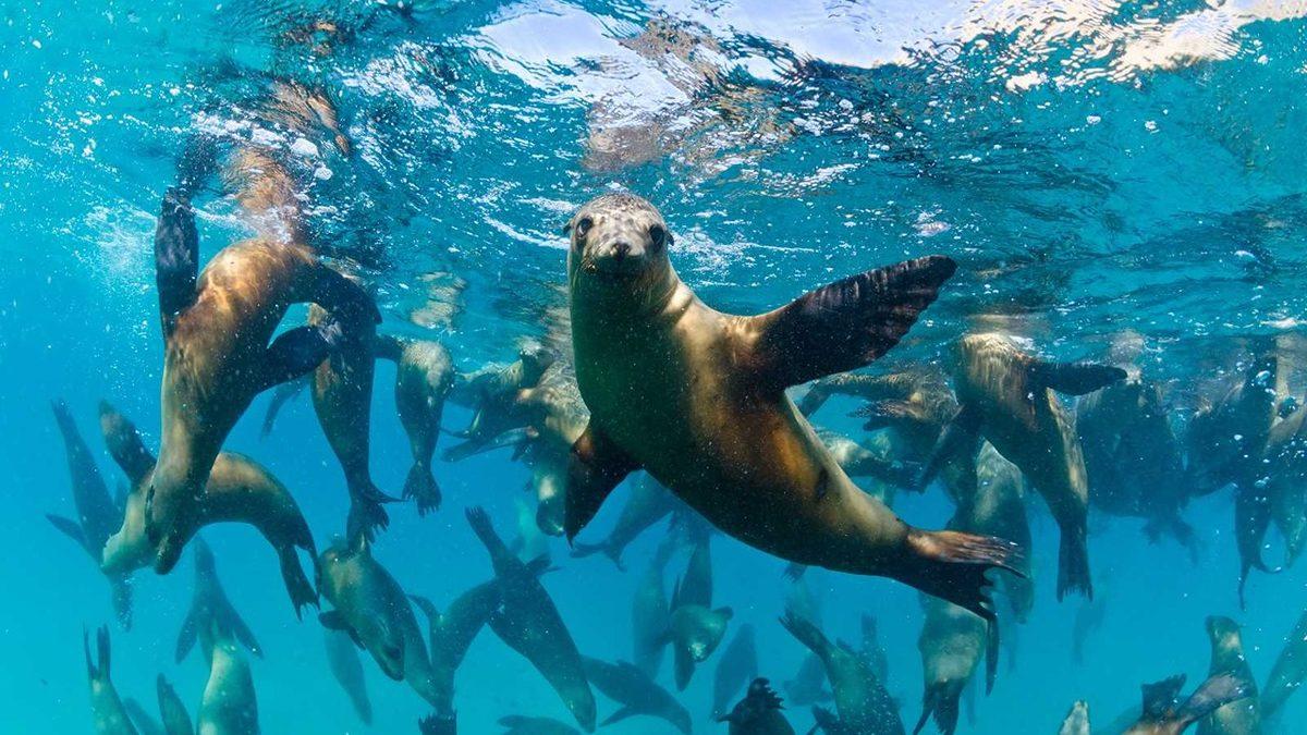 ‘’Fok Balıkları Çok Yalnız’’ İfadesinin Arkasındaki Gerçek Ne? Bu İlginç Canlıların Özelliklerini Derledik
