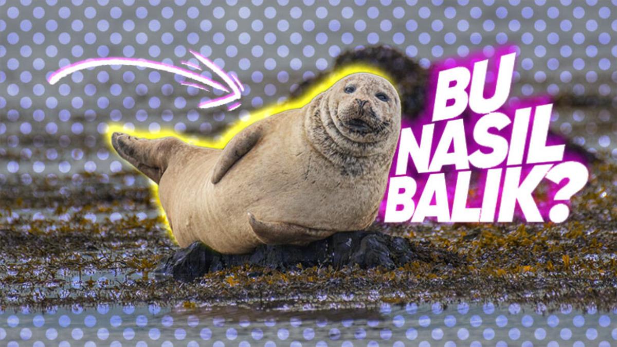 ‘’Fok Balıkları Çok Yalnız’’ İfadesinin Arkasındaki Gerçek Ne? Bu İlginç Canlıların Özelliklerini Derledik