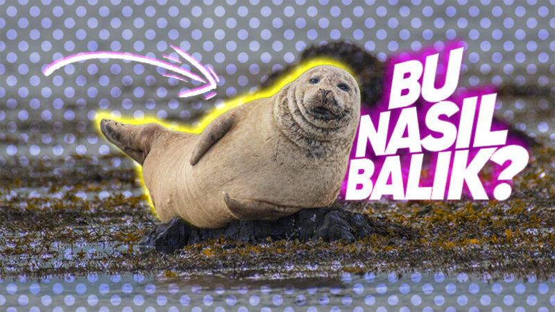 ‘’Fok Balıkları Çok Yalnız’’ İfadesinin Arkasındaki Gerçek Ne? Bu İlginç Canlıların Özelliklerini Derledik