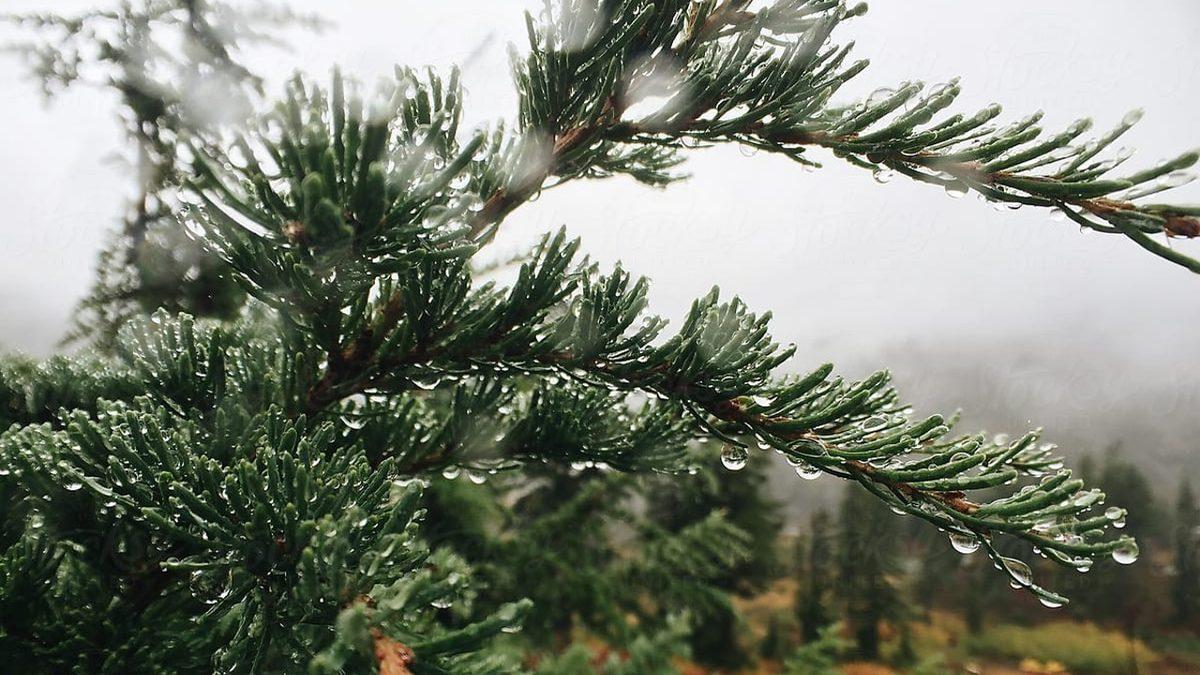 Gezegenimizde 2 Milyon Yıl Boyunca Yağmur Yağmasına Sebep Olan Kitlesel Yok Oluş Olayı: Karniyen Yağış