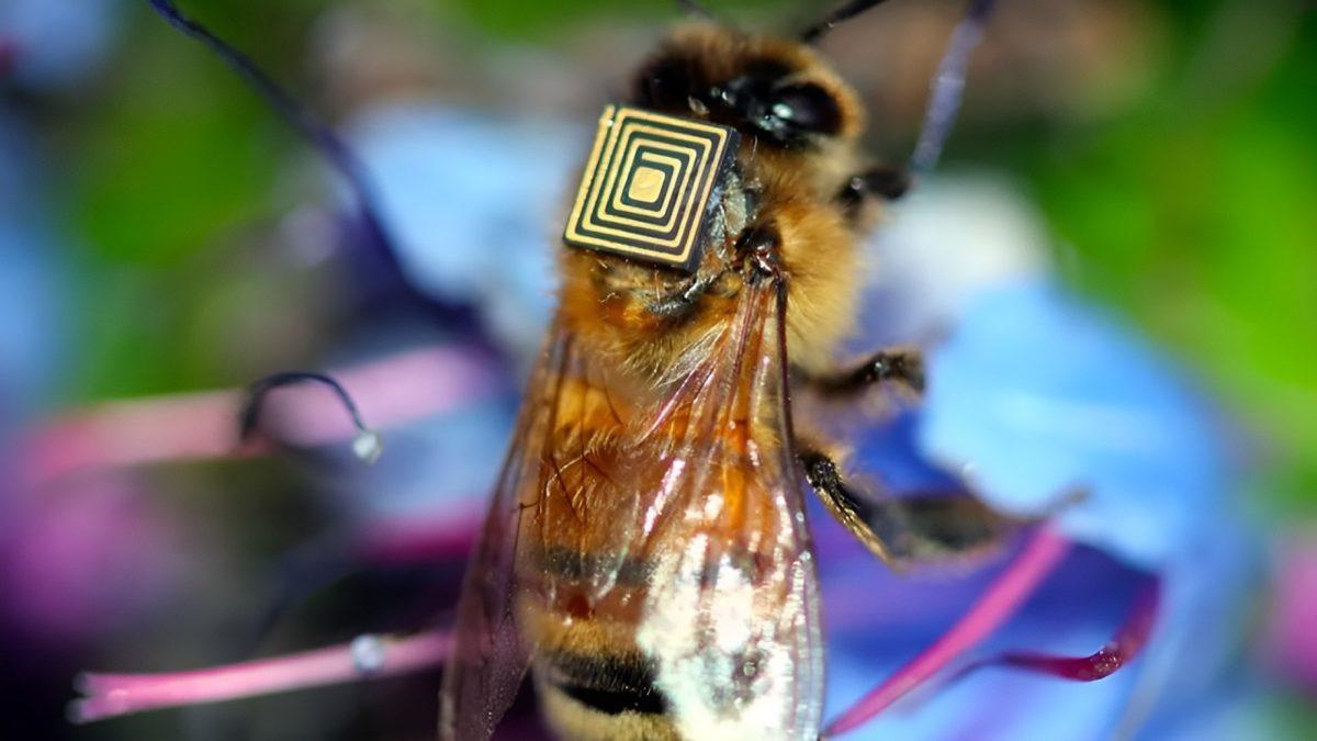 Arıları Bu Şekilde Dijital Sensör Olarak Kullanmak Zalimlik mi? Hangi Amaç İçin Kullanılıyorlar?