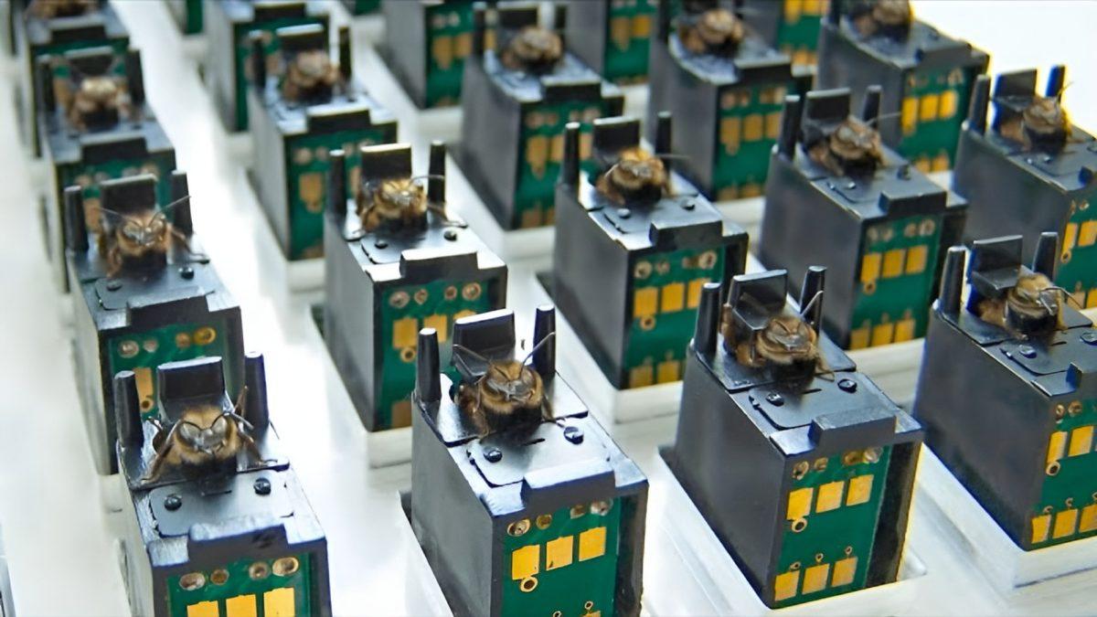 Arıları Bu Şekilde Dijital Sensör Olarak Kullanmak Zalimlik mi? Hangi Amaç İçin Kullanılıyorlar?