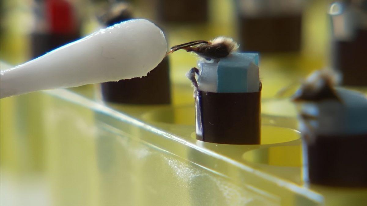 Arıları Bu Şekilde Dijital Sensör Olarak Kullanmak Zalimlik mi? Hangi Amaç İçin Kullanılıyorlar?