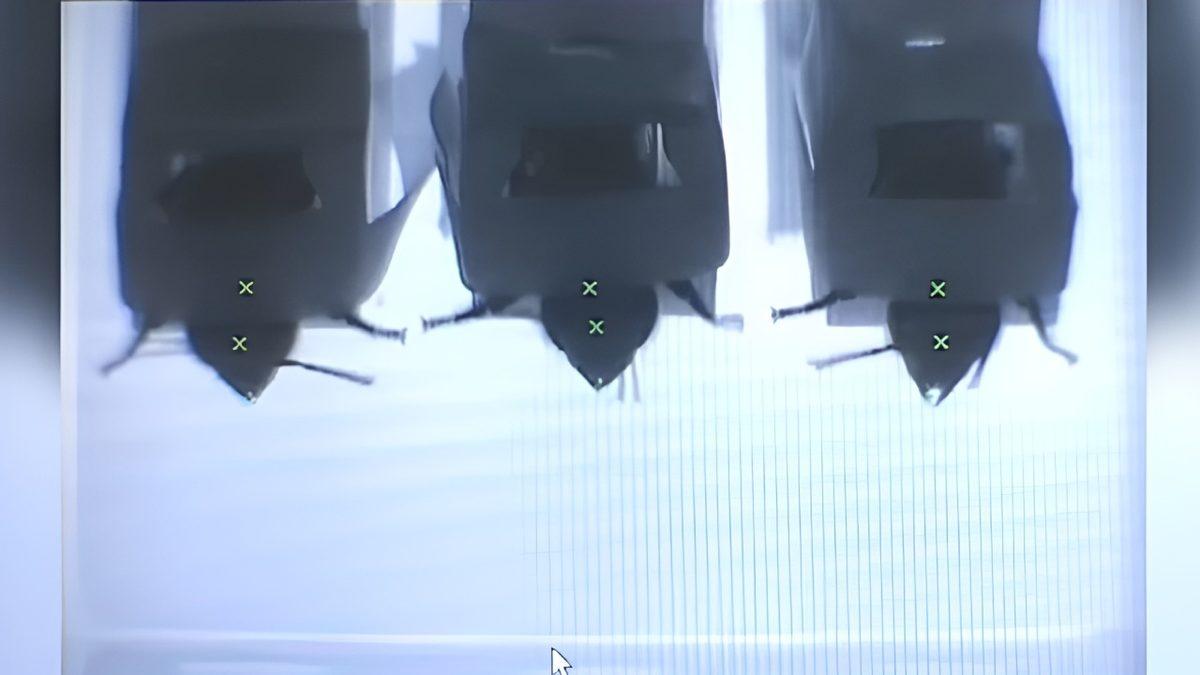 Arıları Bu Şekilde Dijital Sensör Olarak Kullanmak Zalimlik mi? Hangi Amaç İçin Kullanılıyorlar?