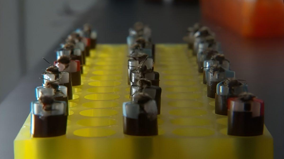 Arıları Bu Şekilde Dijital Sensör Olarak Kullanmak Zalimlik mi? Hangi Amaç İçin Kullanılıyorlar?