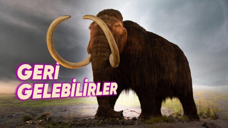 Buz Devri’nde İzlediklerimizden Çok Daha Fazlası: 11 Bin Yıl Evvel Soyları Tükenen Mamutlar Hakkında 10 Gerçek