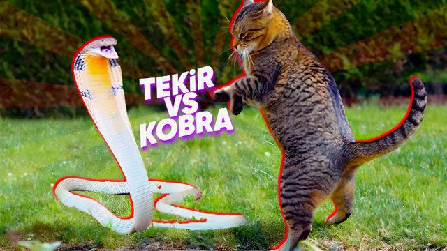 Bu İçeriği Okuduktan Sonra Patili Dostunuza Farklı Gözle Bakmaya Başlayabilirsiniz: Kediler, Nasıl Oluyor da Yılanlardan Bile Çevik Olabiliyor?