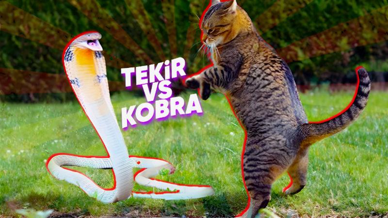 Bu İçeriği Okuduktan Sonra Patili Dostunuza Farklı Gözle Bakmaya Başlayabilirsiniz: Kediler, Nasıl Oluyor da Yılanlardan Bile Çevik Olabiliyor?