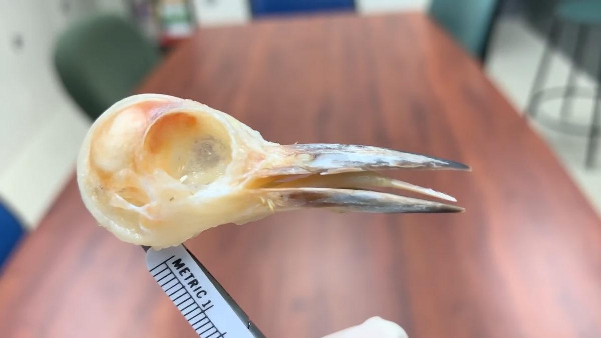 Bıkmak Usanmak Bilmeden Binlerce Defa Ağaçları Gagalayan Ağaçkakanlar, Bunu Neden Yapıyor?