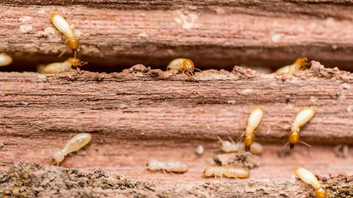Bıkmak Usanmak Bilmeden Binlerce Defa Ağaçları Gagalayan Ağaçkakanlar, Bunu Neden Yapıyor?