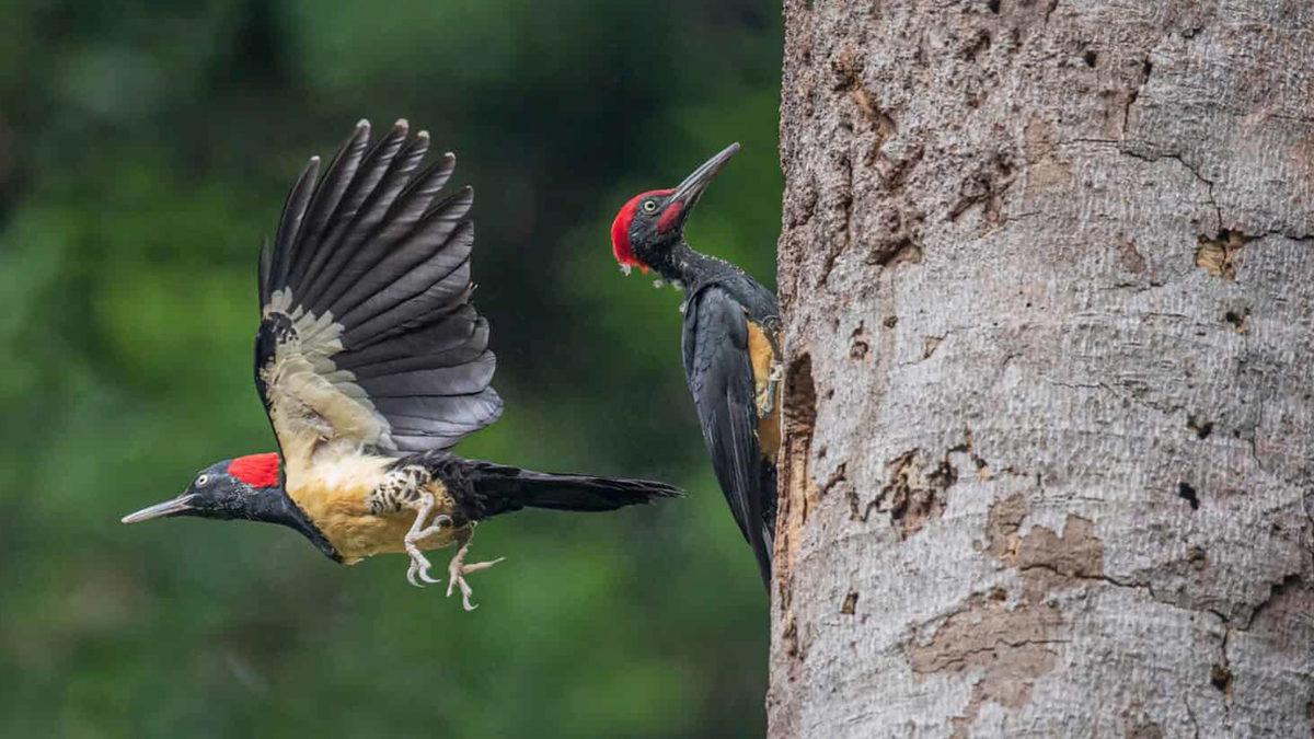 Bıkmak Usanmak Bilmeden Binlerce Defa Ağaçları Gagalayan Ağaçkakanlar, Bunu Neden Yapıyor?