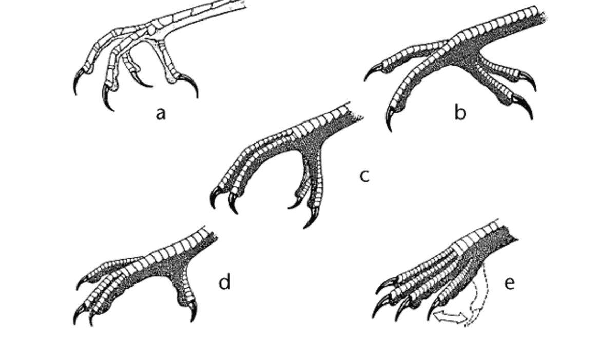 Bıkmak Usanmak Bilmeden Binlerce Defa Ağaçları Gagalayan Ağaçkakanlar, Bunu Neden Yapıyor?