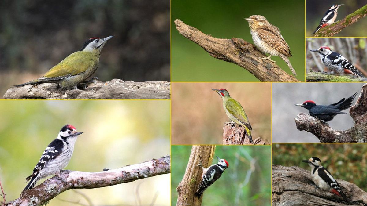 Bıkmak Usanmak Bilmeden Binlerce Defa Ağaçları Gagalayan Ağaçkakanlar, Bunu Neden Yapıyor?