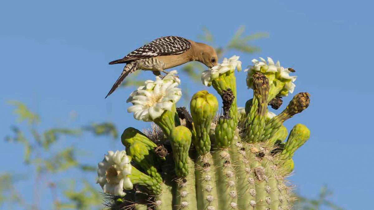 Bıkmak Usanmak Bilmeden Binlerce Defa Ağaçları Gagalayan Ağaçkakanlar, Bunu Neden Yapıyor?