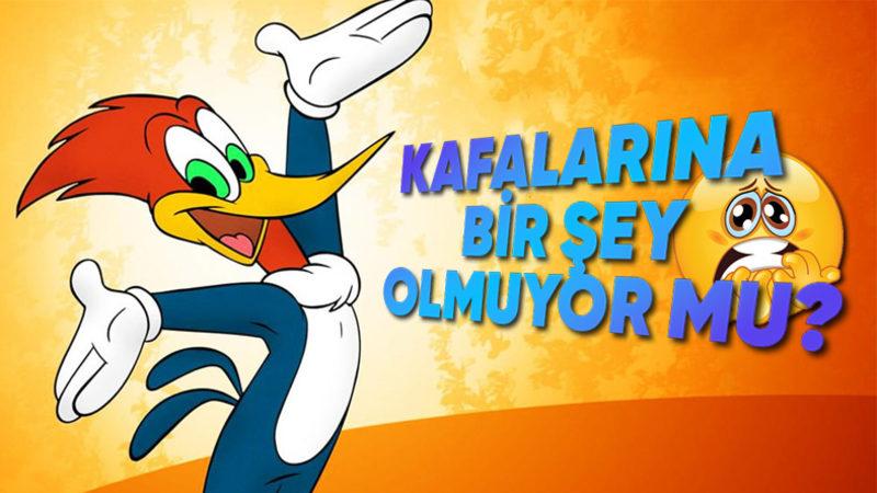 Bıkmak Usanmak Bilmeden Binlerce Defa Ağaçları Gagalayan Ağaçkakanlar, Bunu Neden Yapıyor?