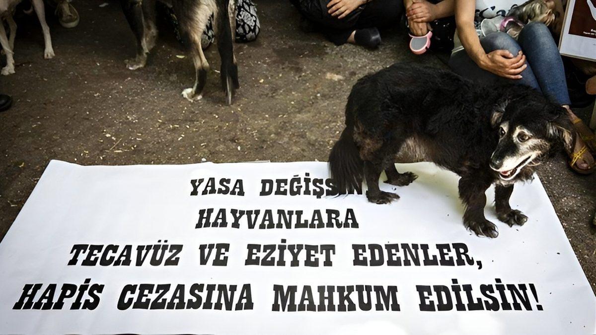 Eros Adlı Kedinin Katili, Bu Suçu Hayvan Haklarının 