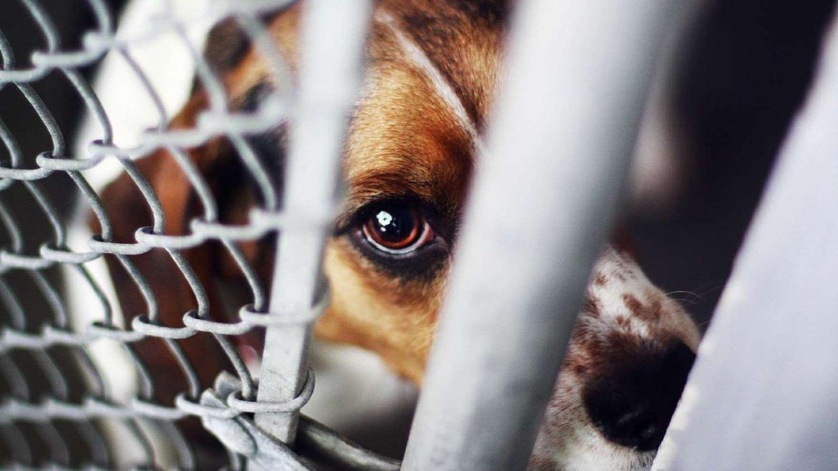 Eros Adlı Kedinin Katili, Bu Suçu Hayvan Haklarının 