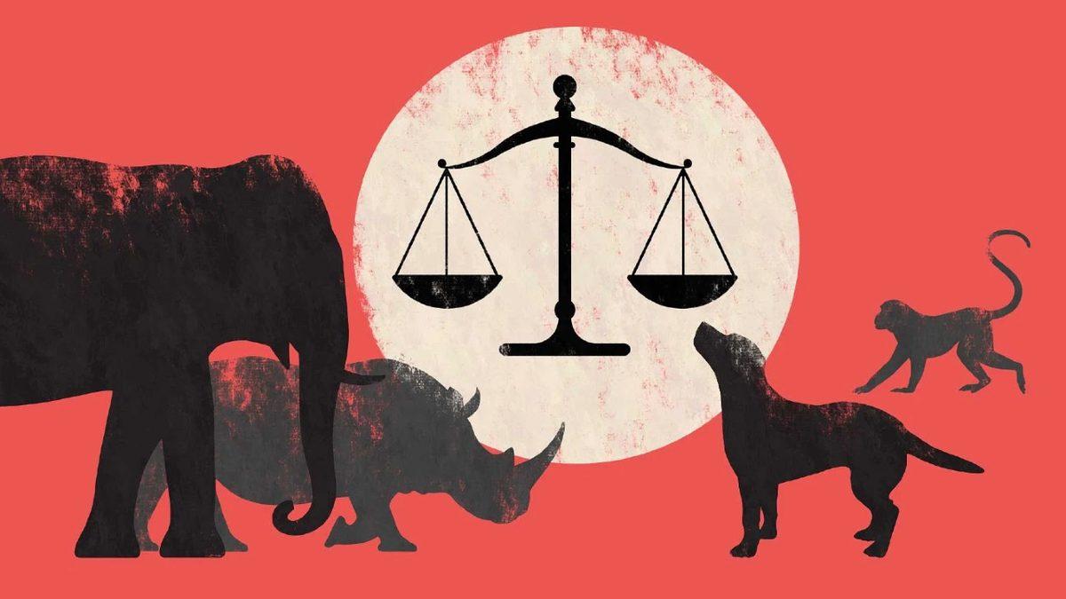 Eros Adlı Kedinin Katili, Bu Suçu Hayvan Haklarının 