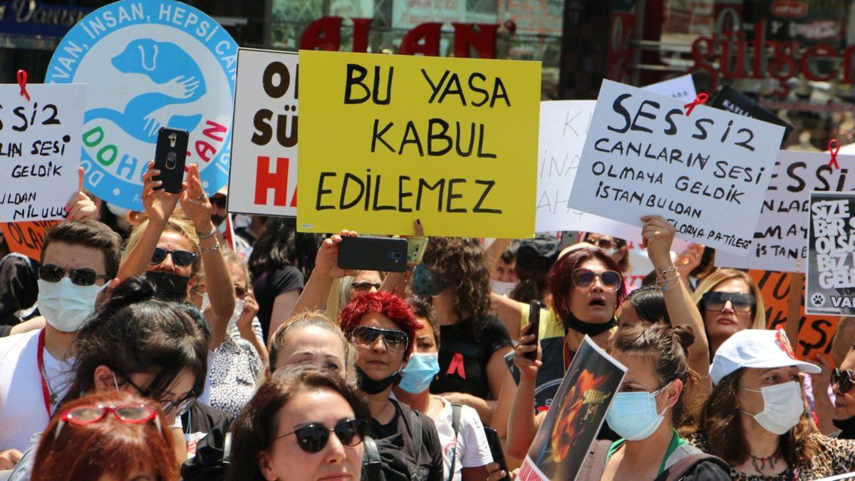 Eros Adlı Kedinin Katili, Bu Suçu Hayvan Haklarının 