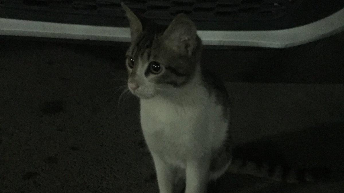 Eros Adlı Kedinin Katili, Bu Suçu Hayvan Haklarının 