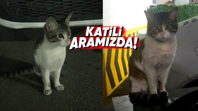 Eros Adlı Kedinin Katili, Bu Suçu Hayvan Haklarının "İyi" Olduğu Bir Ülkede İşleseydi Cezası Ne Olurdu?