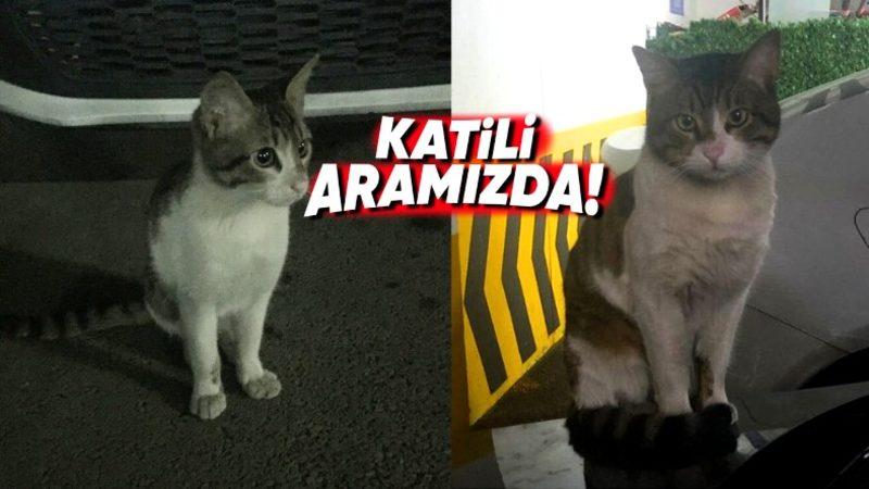 Eros Adlı Kedinin Katili, Bu Suçu Hayvan Haklarının "İyi" Olduğu Bir Ülkede İşleseydi Cezası Ne Olurdu?