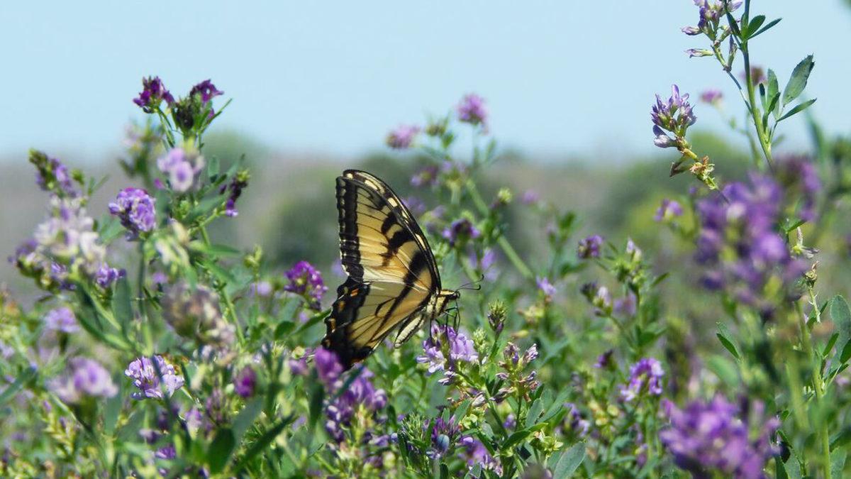 Dünyanın En Pahalı Kahvesine Ev Sahipliği Yapan Jamaika’nın İnsana Uçak Bileti Aldıracak Özellikleri (Tek Bir Yönü Hariç!)