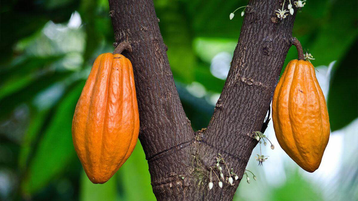 Son Kez Çikolata Yiyebildiğimiz Yıl 2050 Olabilir! Peki Ama Neden?