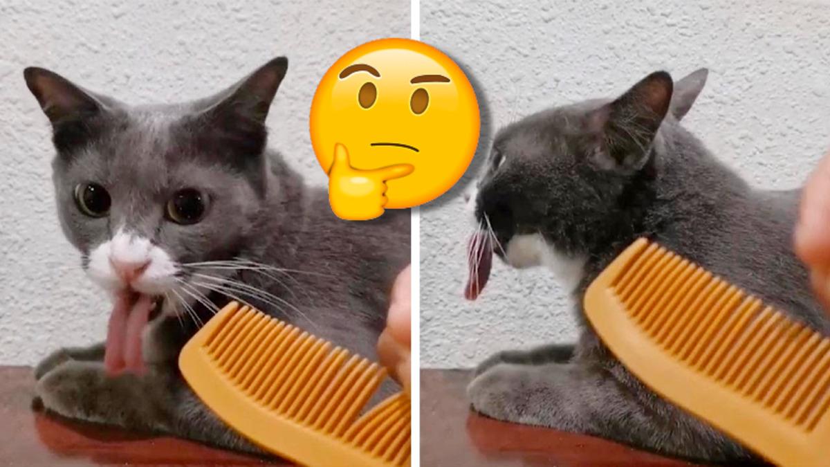 Kedilerin Tarak Sesini Duyunca Öğürmesinin Sebepleri Neler Olabilir? Komiklik Yapayım Derken Epilepsiye Bile Neden Olabilirsiniz!