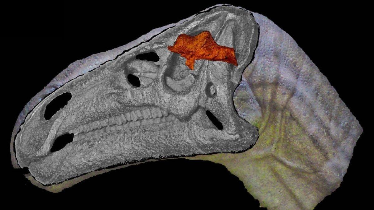 Dinozorlar 165 Milyon Yıl Yaşamalarına Rağmen Neden İnsanlar Gibi Zeki Varlıklara Evrilemedi?
