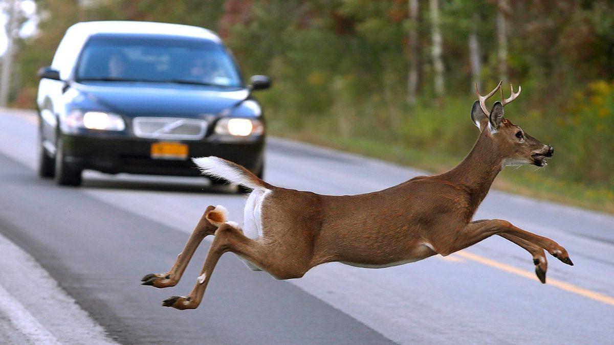 Birçok Popüler Otomobil Modeli, 