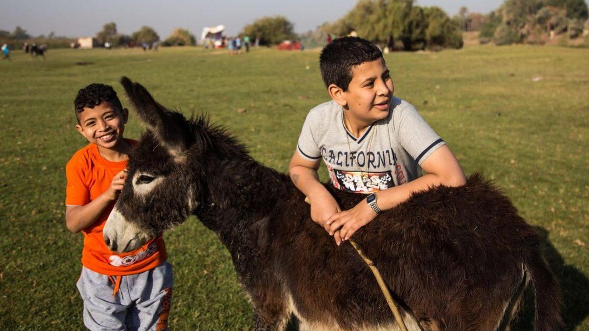 Afrika’daki Milyonlarca Eşeğin Çalınıp Ne İçin Kullanıldığını Öğrenince İnsanlıktan Soğuyabilirsiniz!