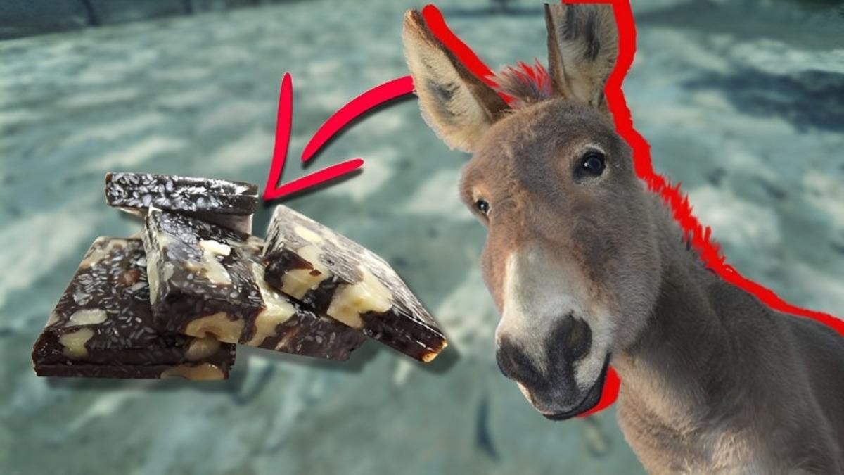 Afrika’daki Milyonlarca Eşeğin Çalınıp Ne İçin Kullanıldığını Öğrenince İnsanlıktan Soğuyabilirsiniz!