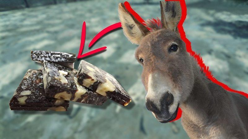 Afrika’daki Milyonlarca Eşeğin Çalınıp Ne İçin Kullanıldığını Öğrenince İnsanlıktan Soğuyabilirsiniz!