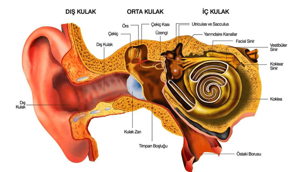 Eğer Kulak Çınlaması Yaşıyorsanız Altında Yatan Bu 7 Sebebe Göz Atmak İsteyebilirsiniz