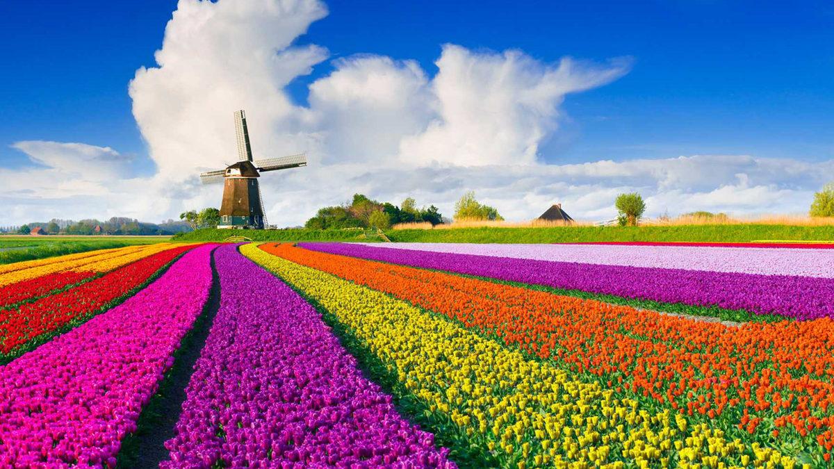 Yüzen Bir Çiftlikleri Var! Hollanda’nın Ne Kadar İlginç Bir Ülke Olduğunu Kanıtlayan Bilgiler