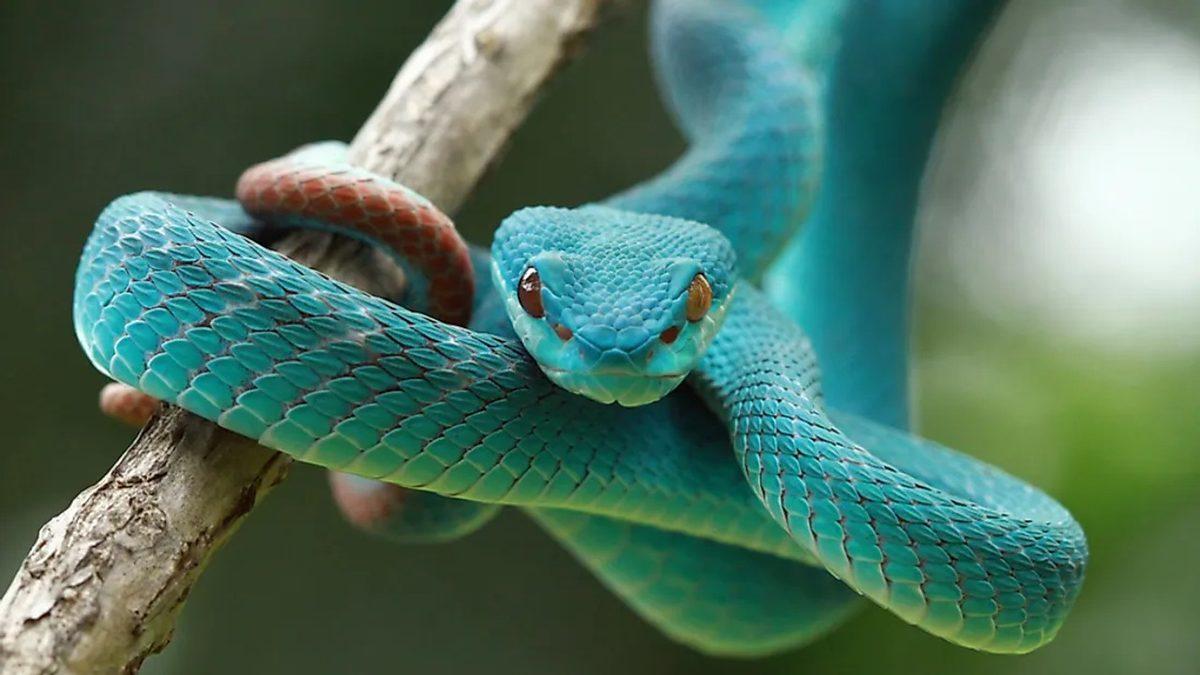 Tırmanan da Var Yüzen de: Yılanlar, Evrimsel Süreçte Nasıl Oldu da 4.000 Farklı Tür Geliştirdi?