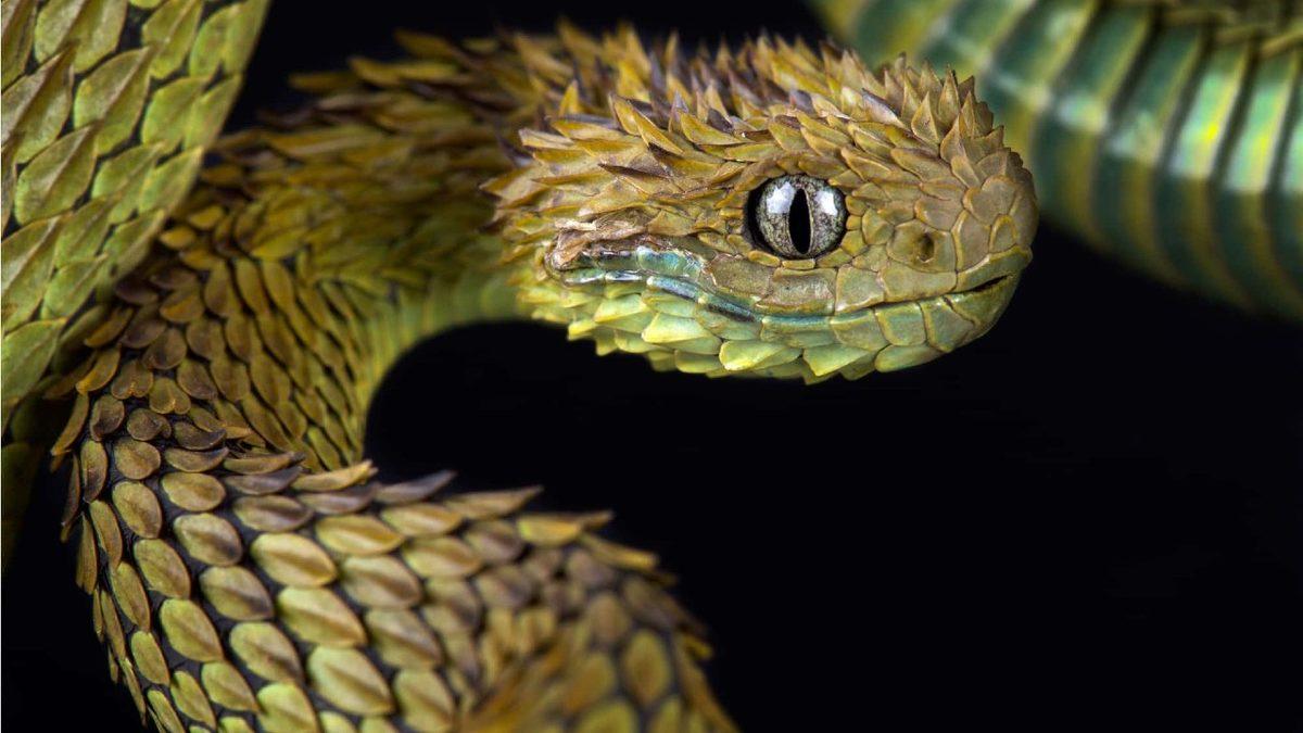 Tırmanan da Var Yüzen de: Yılanlar, Evrimsel Süreçte Nasıl Oldu da 4.000 Farklı Tür Geliştirdi?