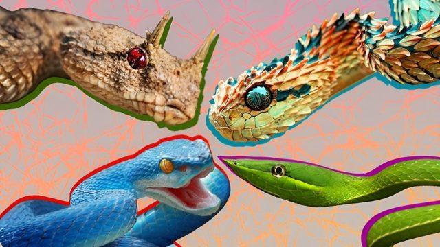 Tırmanan da Var Yüzen de: Yılanlar, Evrimsel Süreçte Nasıl Oldu da 4.000 Farklı Tür Geliştirdi?