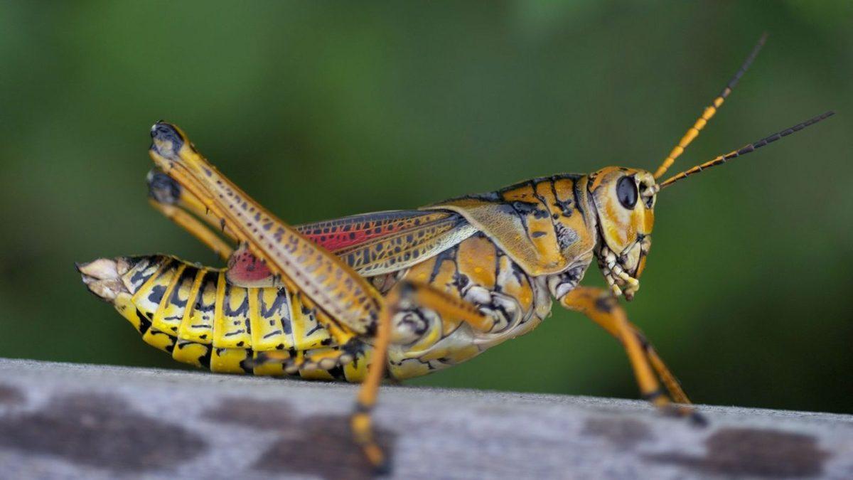 Dinozorlardan Bile Önce Dünyamızda Var Olan Çekirgelerin Okudukça ’Vay be’ Dedirtecek Özellikleri