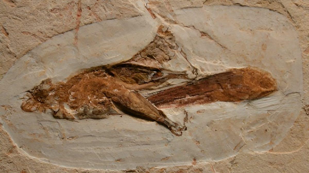 Dinozorlardan Bile Önce Dünyamızda Var Olan Çekirgelerin Okudukça ’Vay be’ Dedirtecek Özellikleri