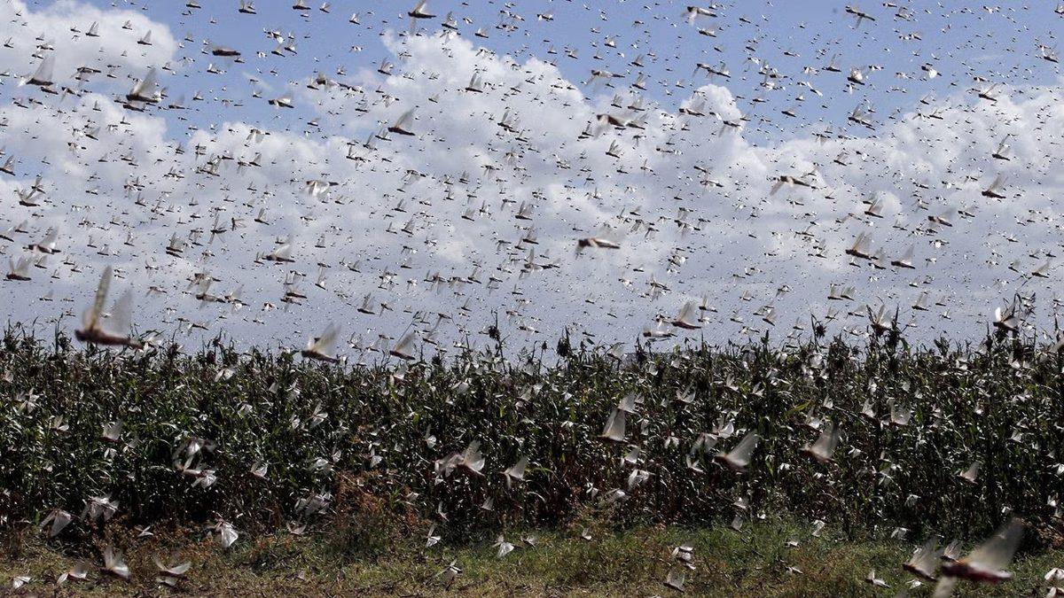 Dinozorlardan Bile Önce Dünyamızda Var Olan Çekirgelerin Okudukça ’Vay be’ Dedirtecek Özellikleri