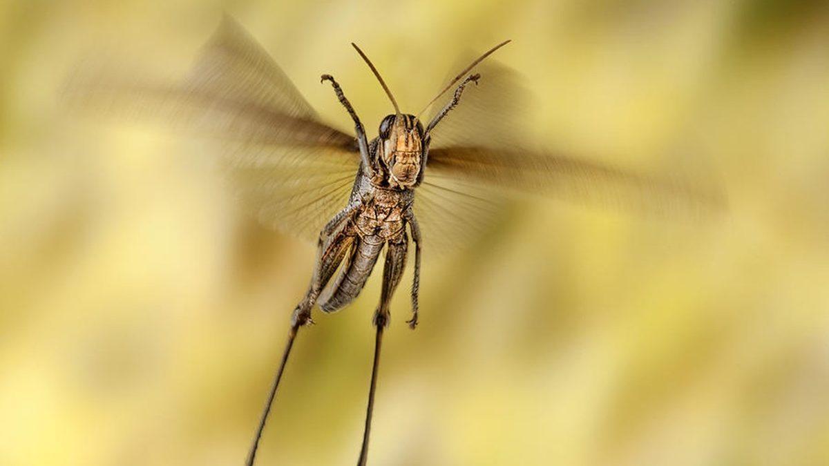 Dinozorlardan Bile Önce Dünyamızda Var Olan Çekirgelerin Okudukça ’Vay be’ Dedirtecek Özellikleri
