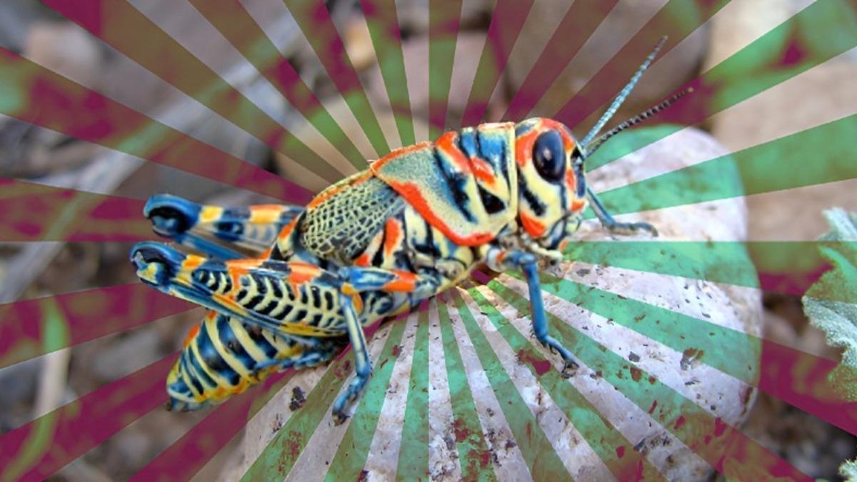 Dinozorlardan Bile Önce Dünyamızda Var Olan Çekirgelerin Okudukça ’Vay be’ Dedirtecek Özellikleri