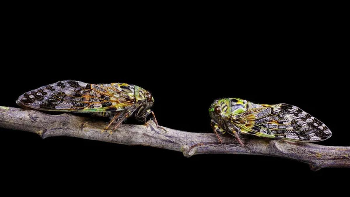 Sürekli Cır Cır Diye Ötmelerinin Arkasında Mantıklı Bir Sebep Yatıyor: Ağustos Böceği Hakkında 11 Enteresan Gerçek