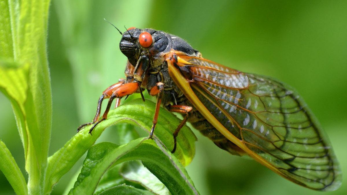 Sürekli Cır Cır Diye Ötmelerinin Arkasında Mantıklı Bir Sebep Yatıyor: Ağustos Böceği Hakkında 11 Enteresan Gerçek
