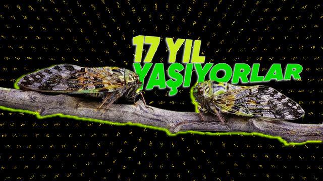 Sürekli Cır Cır Diye Ötmelerinin Arkasında Mantıklı Bir Sebep Yatıyor: Ağustos Böceği Hakkında 11 Enteresan Gerçek