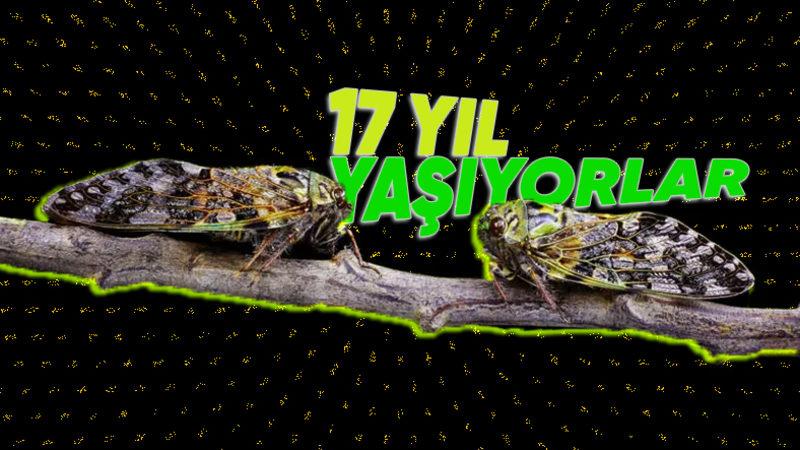 Sürekli Cır Cır Diye Ötmelerinin Arkasında Mantıklı Bir Sebep Yatıyor: Ağustos Böceği Hakkında 11 Enteresan Gerçek